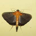 Crambid Moth