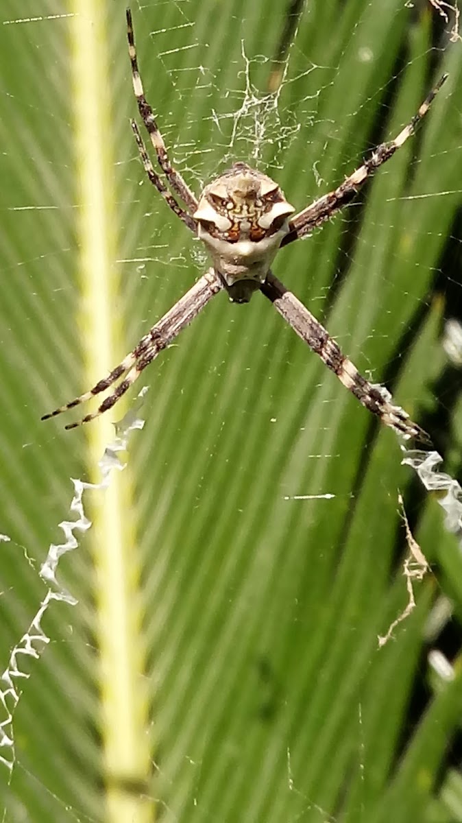 Araña cruz tigre