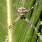 Araña cruz tigre