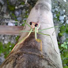 Grass Mantis