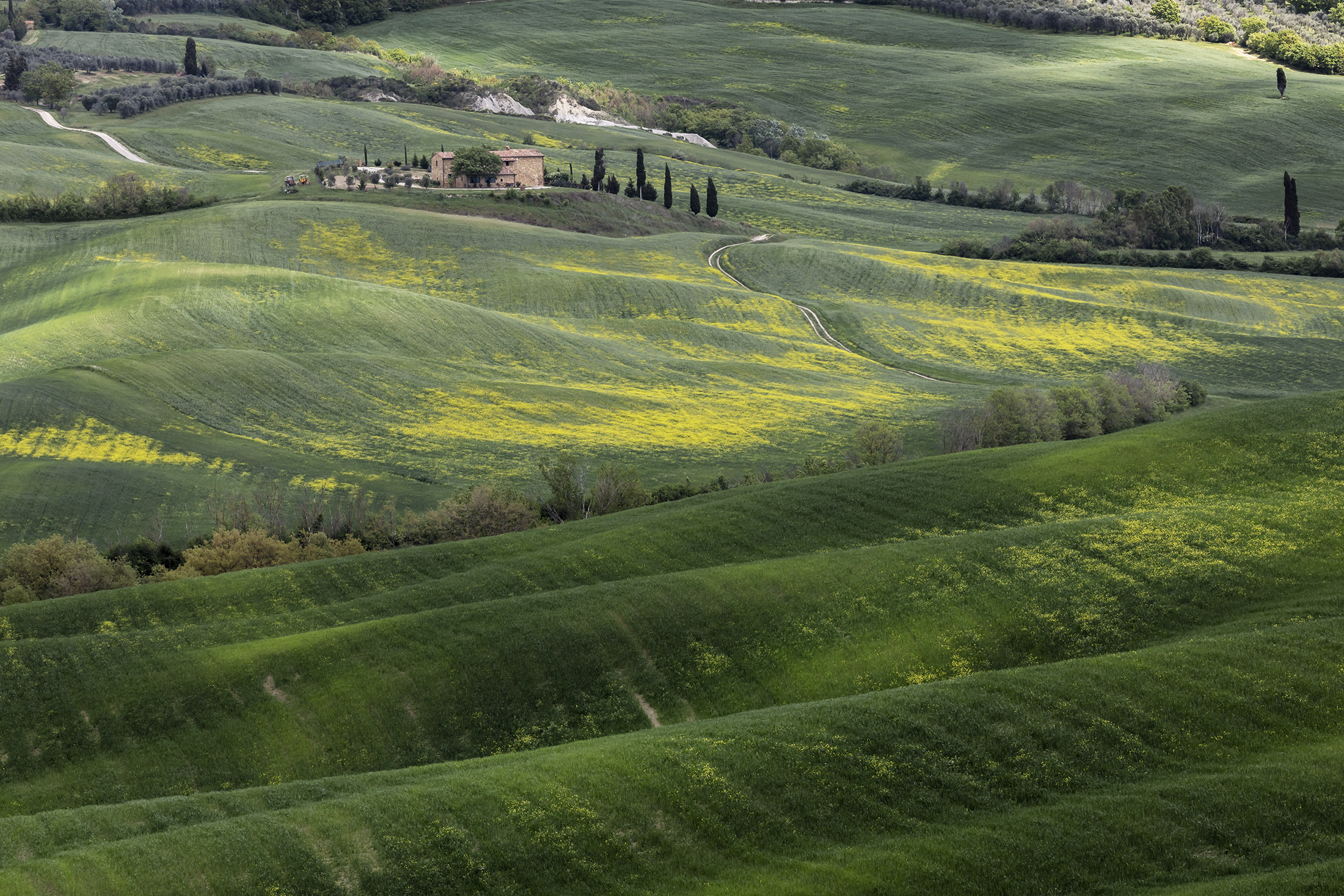 ...il grano che verrà..... di stefanogaleotti