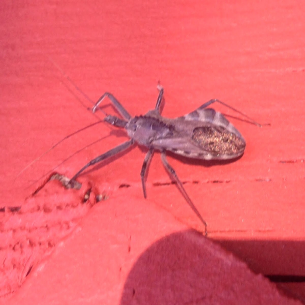 Wheel Bug