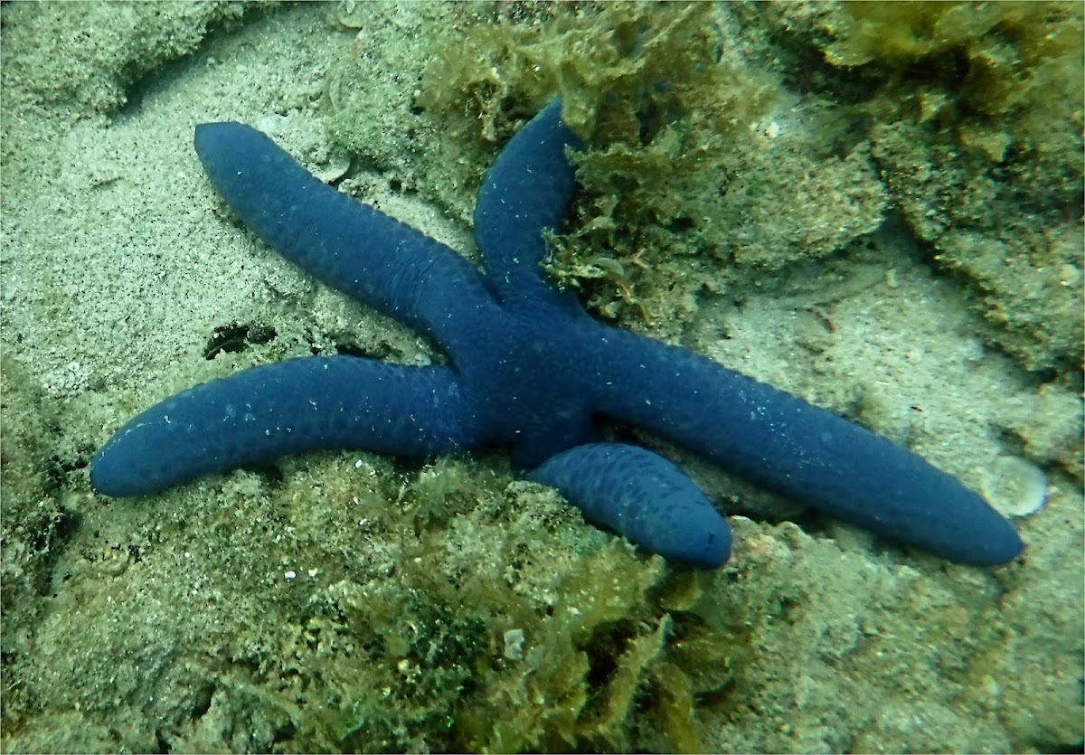 Blue linckia