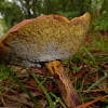 Two-colored Bolete