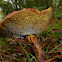 Two-colored Bolete