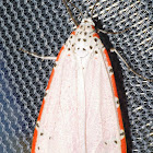 Rattlebox Moth or Ornate Bella Moth