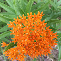 Butterfly milkweed