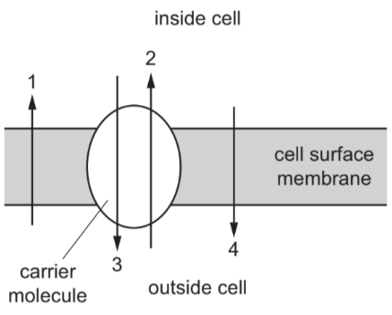 Structure of membranes