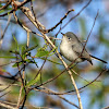 Blue-gray Gnatcatcher