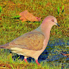 Juriti-pupu (White-tipped Dove)