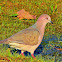 Juriti-pupu (White-tipped Dove)