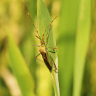 Rice Bug