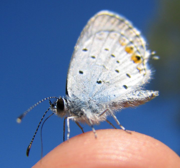 Farfallina modella per un giorno di 23zeta23