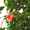 Purple sunbird (female)