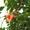 Purple sunbird (female)