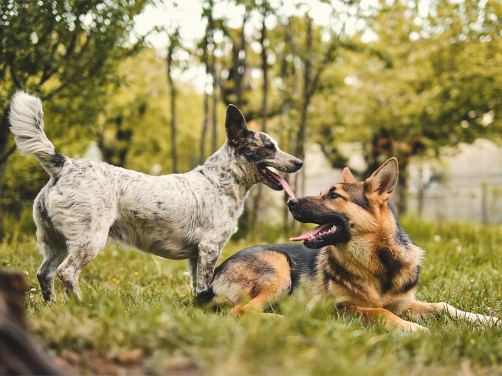 Dog Intelligence: Your Dog is Smarter Than You Think · The Wildest