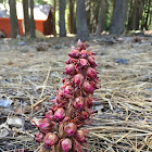 Snow Plant