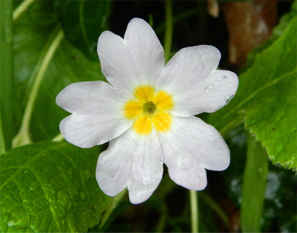 Common primrose (Πριμούλα η Κοινή )