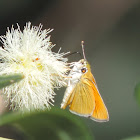 Orange Skipperling