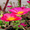 Item logo image for Pink Portulaca Wallpaper