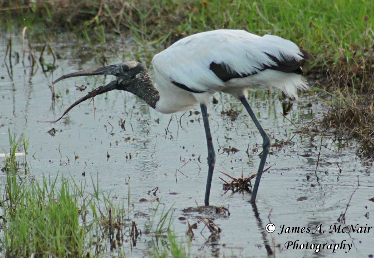 Wood Stork