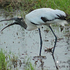 Wood Stork