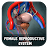 Female Reproduction system 3D icon