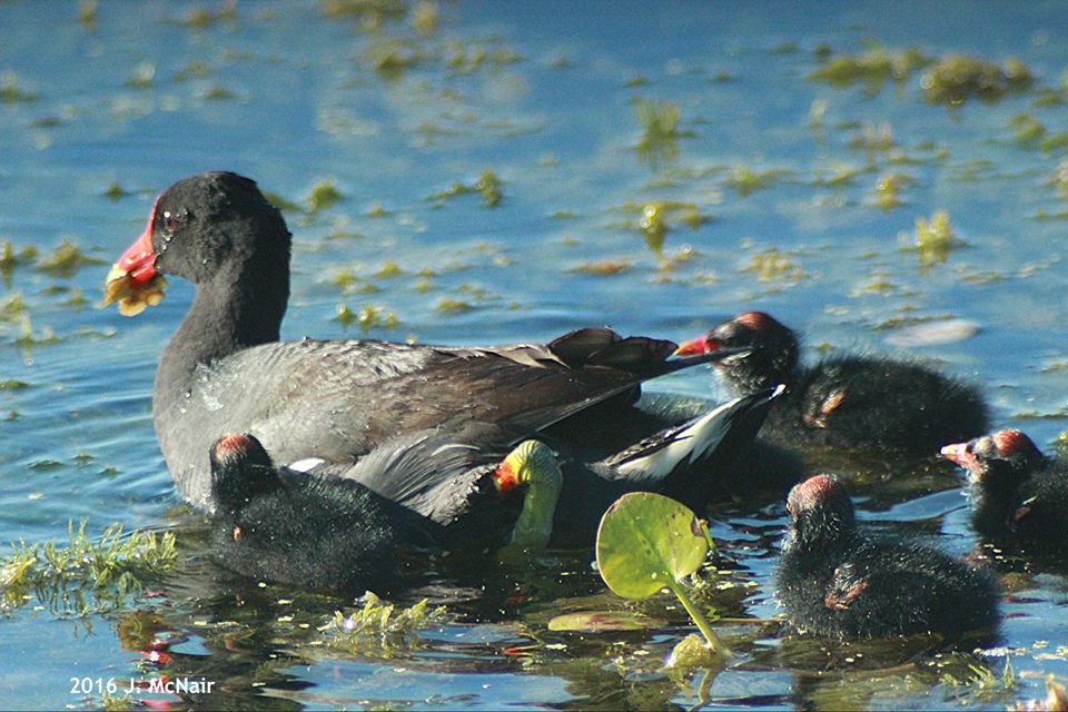 Common Gallinule