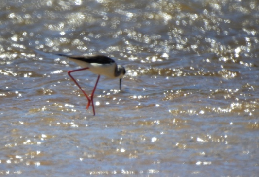 Black-winged stilt