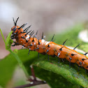 Gulf Fritillary