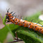 Gulf Fritillary