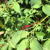 Ruby Meadowhawk