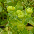 Seaside Sandplant