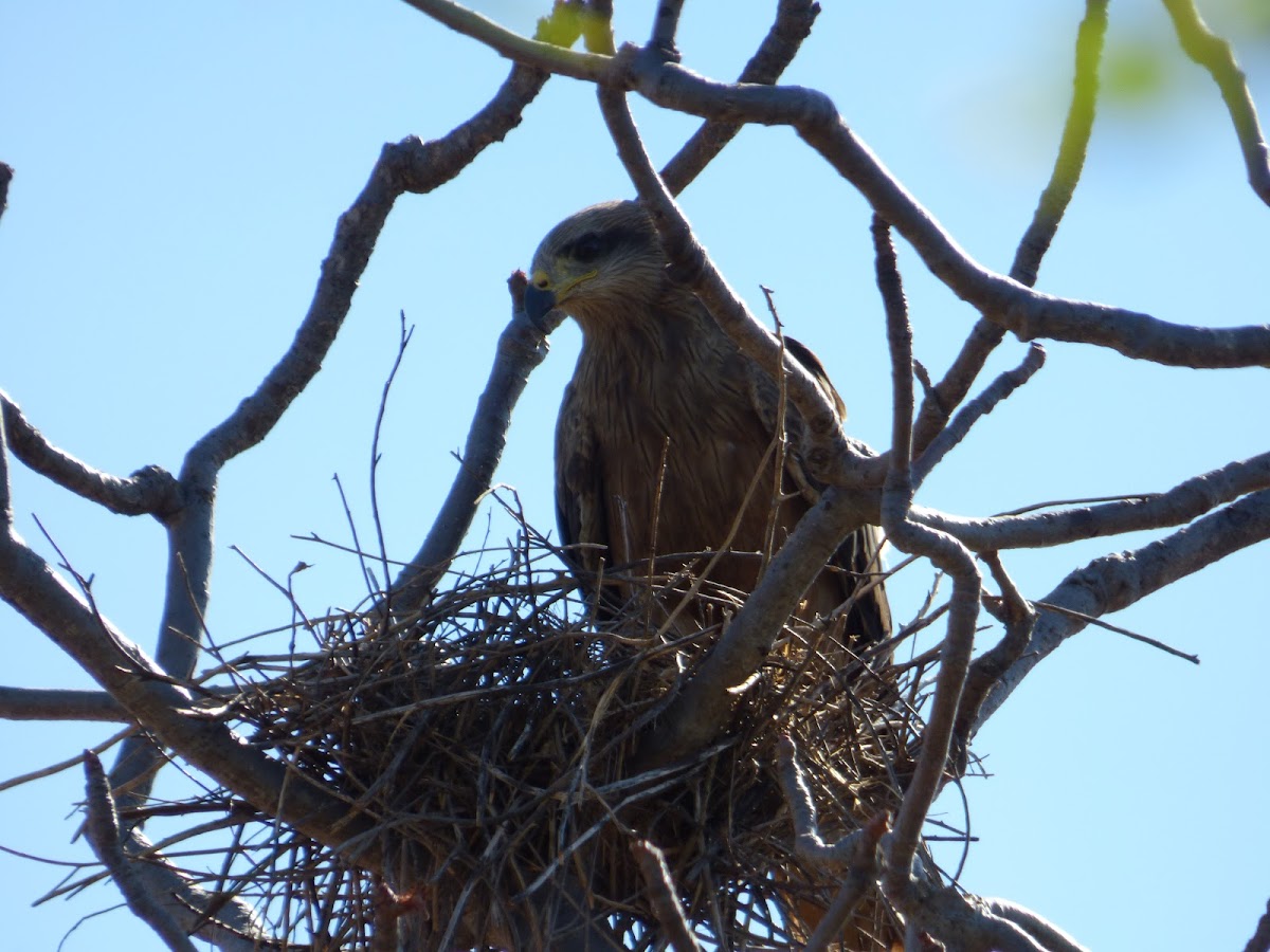 Black Kite (nest)