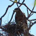 Black Kite (nest)