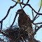 Black Kite (nest)