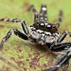 Six-spotted Scorpion Jumper