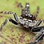 Six-spotted Scorpion Jumper