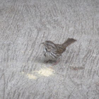 Song Sparrow