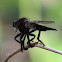 Robber Fly