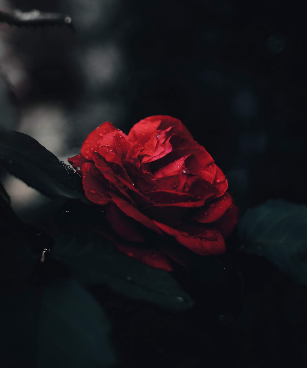 rose wallpaper - 4K | Flower Collection | Laginate