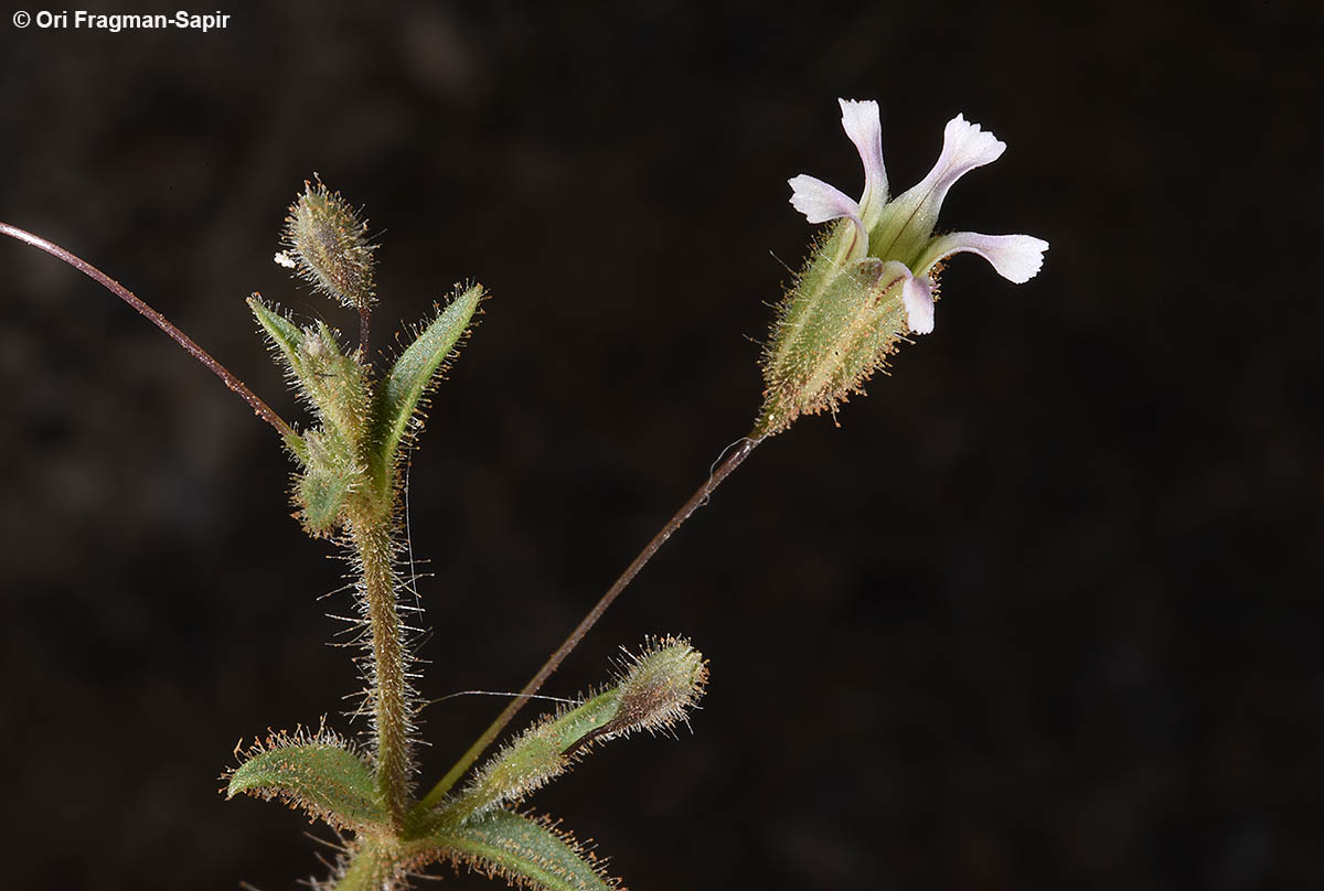 Pilose gypsophila