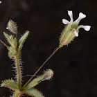 Pilose gypsophila