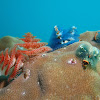 Christmas Tree Worms