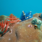 Christmas Tree Worms