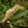 Morning-glory Prominent / Checkered-fringe Prominent / False Unicorn Caterpillar