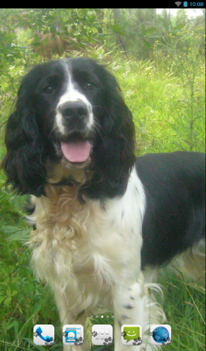 English Springer Spaniel Theme