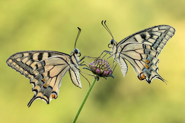 Double King di Luzi Enrico Photo