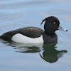 Tufted Duck