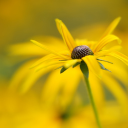 Coneflower bloom